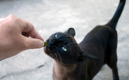 Slim black cat taking a treat from its owners hands